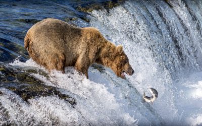 OSOS PARDOS, MAESTROS DE LA PESCA EN ALASKA