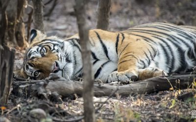 AVENTURA EN INDIA: EN BUSCA DEL TIGRE DE BENGALA